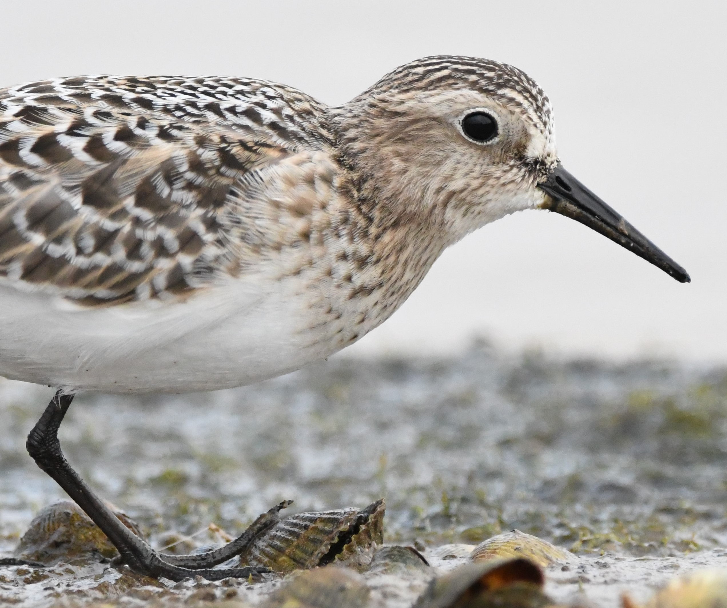 The Big Garden Birdwatch image